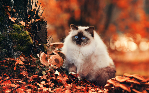 989960 (a): :2560x1603